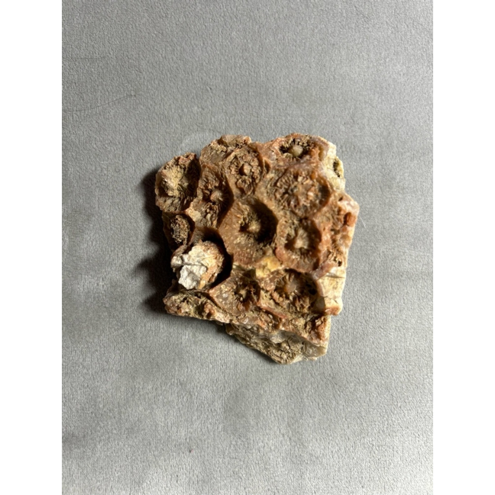 Fossilized Coral colony from Kentucky
